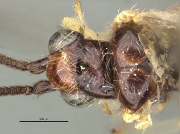 Media type: image;   Entomology 1670 Aspect: head dorsal view